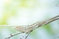 The chameleon in the naute close-up Royalty Free Stock Photo