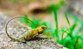 View on chameleon next to Sigyria in Sri Lanka