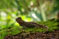 chameleon Royalty Free Stock Photo