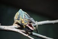 Chameleon With Open Mouth Nature Wildlife Photography