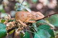 Chameleon Oustalet