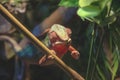 Chameleon pardal giving hand