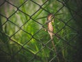 Chameleon perched on Wire cage a green nature background. Royalty Free Stock Photo