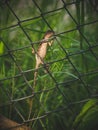 Chameleon perched on Wire cage a green nature background. Royalty Free Stock Photo