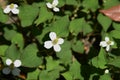 Chameleon plant flowers