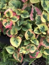 Chameleon Plant - Houttuynia cordata \'Chameleon\'