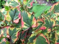 Chameleon plant, Houttuynia cordata Royalty Free Stock Photo