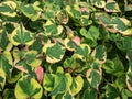 Chameleon plant (Houttuynia cordata) Variegata with green leaves beautifully variegated with shades of red, yellow Royalty Free Stock Photo