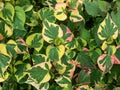 Chameleon plant (Houttuynia cordata) Variegata with green leaves beautifully variegated with shades of red, pink, yellow Royalty Free Stock Photo