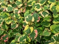 Chameleon plant (Houttuynia cordata) Variegata with leaves beautifully variegated with shades of red, yellow or cream Royalty Free Stock Photo