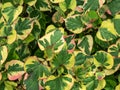 Chameleon plant (Houttuynia cordata) Variegata with green leaves beautifully variegated with shades of red, pink, yellow Royalty Free Stock Photo