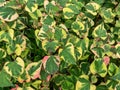 Chameleon plant (Houttuynia cordata) Variegata with green leaves beautifully variegated with red, pink, yellow