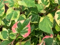 Chameleon plant (Houttuynia cordata) Variegata with leaves variegated with shades of red, pink, yellow or cream