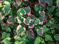 Chameleon plant (Houttuynia cordata) \'Variegata\' with leaves variegated with shades of red, pink, yellow