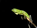 Chameleon Posing Royalty Free Stock Photo