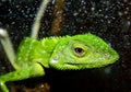 Chameleon Posing Royalty Free Stock Photo