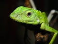 Chameleon Posing Royalty Free Stock Photo