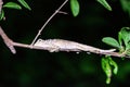 Wild Chameleon at Night Royalty Free Stock Photo
