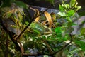 A green chameleon resting on a tree