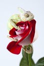 Chameleon on rose Royalty Free Stock Photo