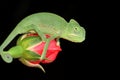 Chameleon and rose Royalty Free Stock Photo