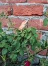 Chameleon in rose plant Royalty Free Stock Photo