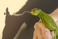 Chameleon shooting out its tongue