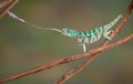 Chameleon shoots out tongue Royalty Free Stock Photo