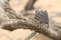 Chameleon in a shrub in desert. Royalty Free Stock Photo