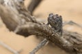 Chameleon in a shrub in desert. Close up.