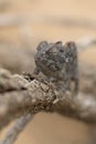 Chameleon in a shrub in desert. Close up. In tree.