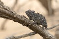 Chameleon in a shrub in desert. Close up. In tree. Macro Image. Eye in focus. horizontal image.