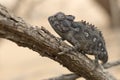 Chameleon in a shrub in desert. Close up. In tree. Macro Image. Eye in focus. horizontal image. Side on. Namaqua Chameleon.