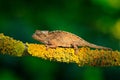 Chameleon sitting on the branch in forest habitat. Exotic beautifull endemic green reptile with long tail from Madagascar. Wildlif