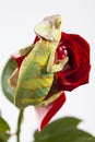 Chameleon sitting on a red rose Royalty Free Stock Photo