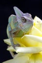 Chameleon sitting on a rose Royalty Free Stock Photo