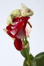 Chameleon sitting on a rose Royalty Free Stock Photo