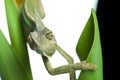 Chameleon sitting on a tulip Royalty Free Stock Photo