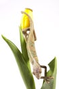 Chameleon sitting on a tulip Royalty Free Stock Photo