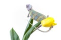 Chameleon sitting on a tulip Royalty Free Stock Photo