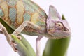 Chameleon sitting on a tulip Royalty Free Stock Photo