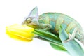 Chameleon sitting on a tulip Royalty Free Stock Photo