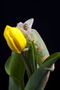 Chameleon sitting on a tulip Royalty Free Stock Photo