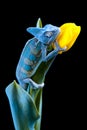 Chameleon sitting on a tulip Royalty Free Stock Photo
