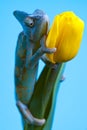 Chameleon sitting on a tulip Royalty Free Stock Photo