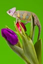 Chameleon sitting on a tulip Royalty Free Stock Photo