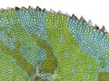 Chameleon skin close-up with jagged back. White isolated back.