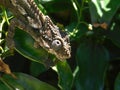 Chameleon skyward looking eye Royalty Free Stock Photo
