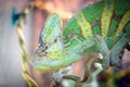 Chameleon is sleeping on a branch. Royalty Free Stock Photo