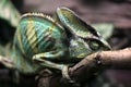 Chameleon sleeping on branch Royalty Free Stock Photo